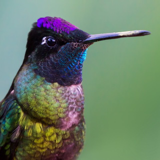San Gerardo de Dota - Closeup magnificent hummingbird